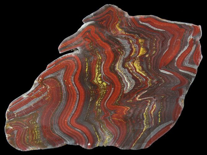Polished Tiger Iron Stromatolite - ( Billion Years) #64003